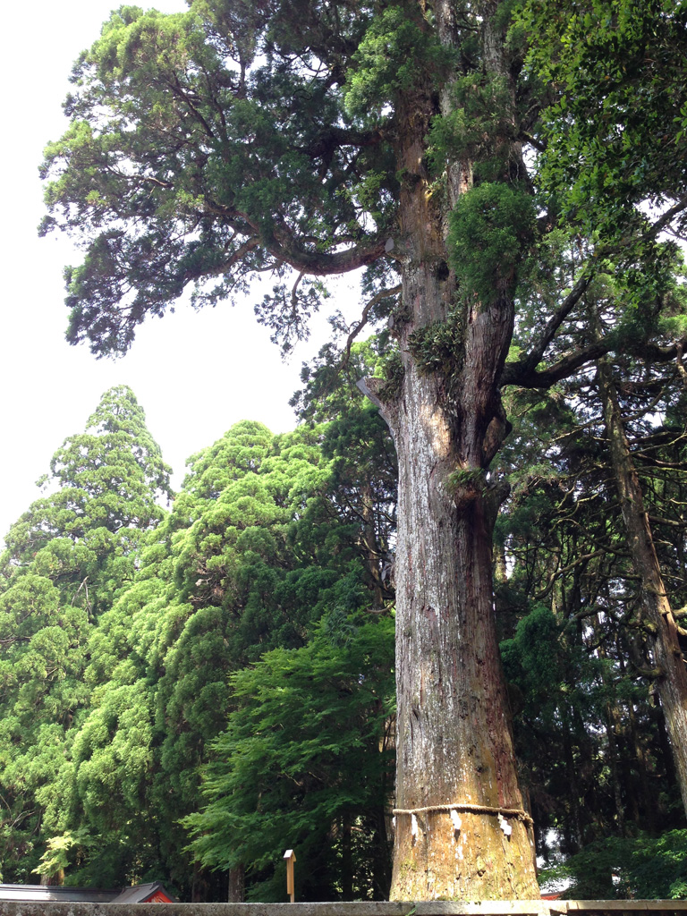神木の杉